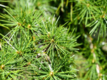 Tu árbol personal según el horóscopo celta Cedro